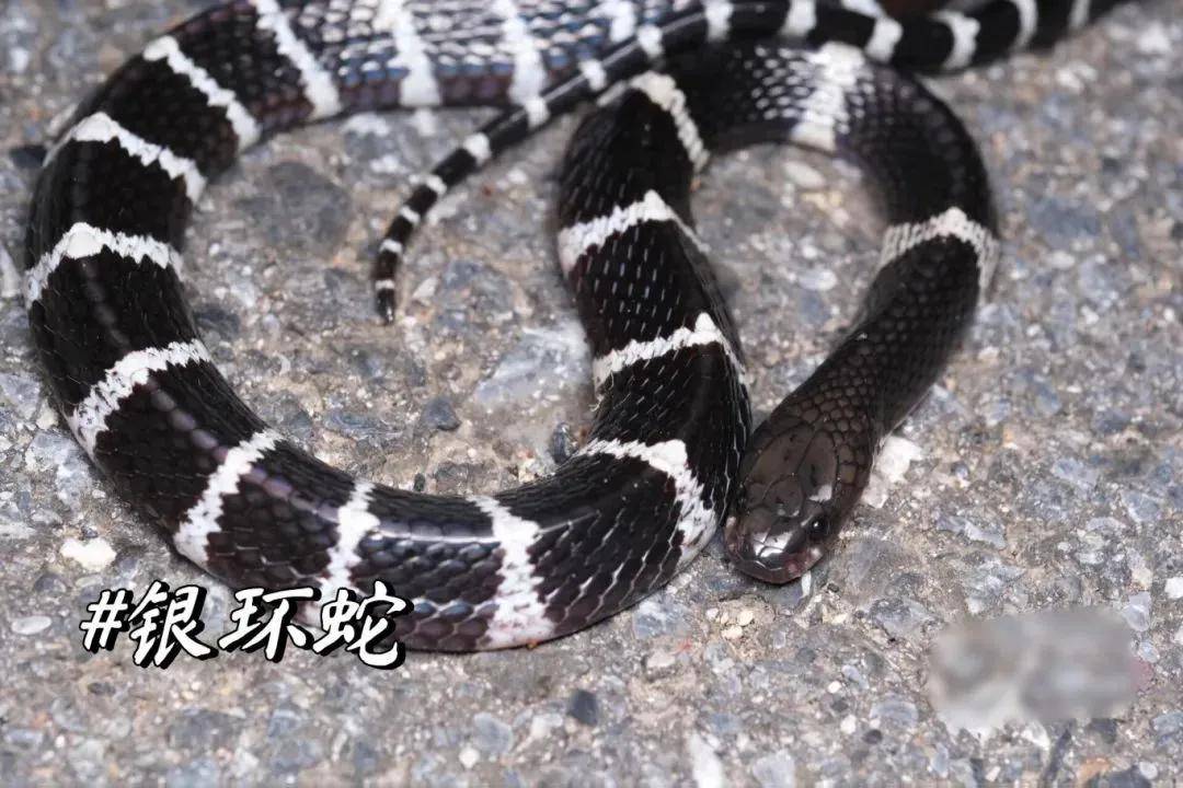 吓人！江西一居民家梳妆台惊现剧毒银环蛇…