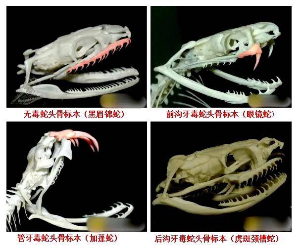 吓人！江西一居民家梳妆台惊现剧毒银环蛇…