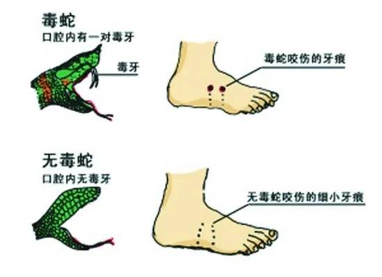 吓人！江西一居民家梳妆台惊现剧毒银环蛇…
